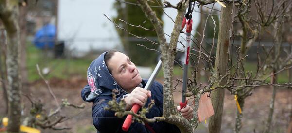 A person prunes a fruit tree.