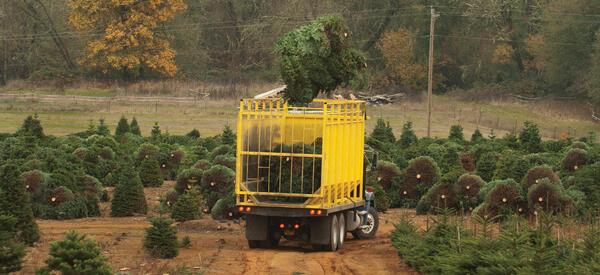Christmas trees being harvested with the use of a helicopter