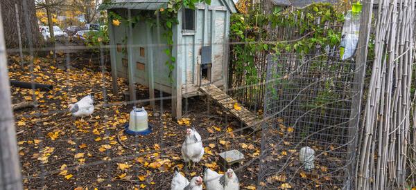 A small flock of chickens roam inside a fenced backyard coop surrounded by autumn leaves and a wooden shed.