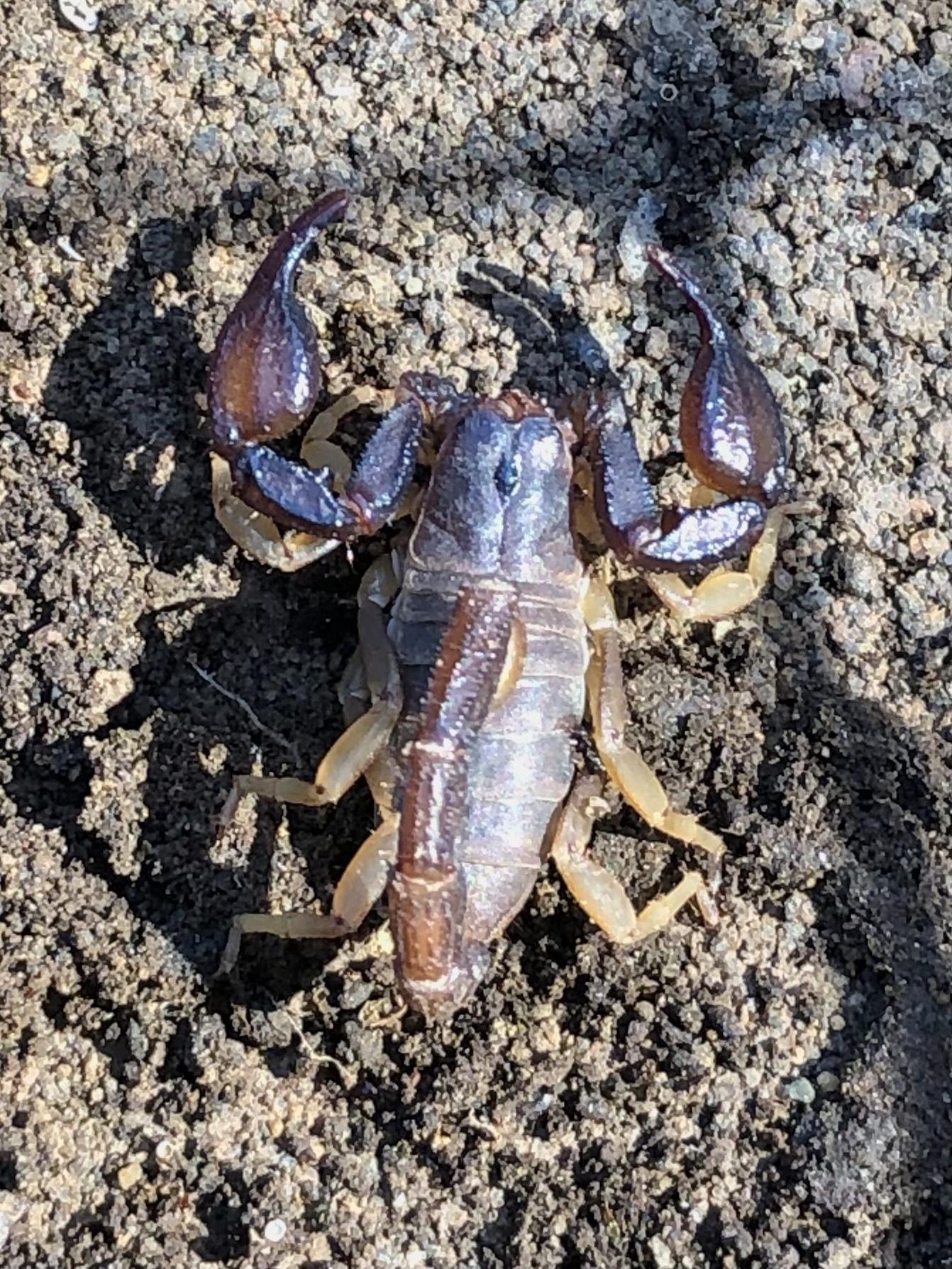 Wstern forest scorpion