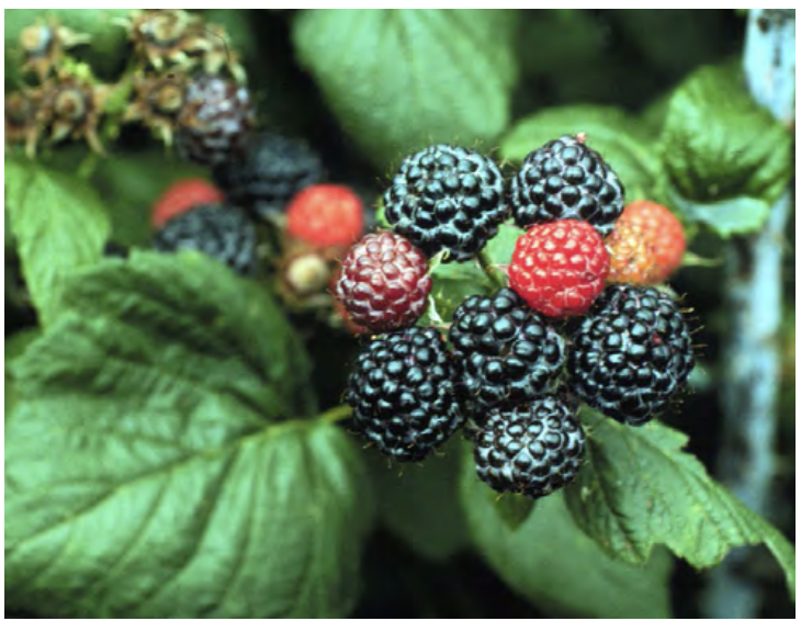 Raspberry cultivars for the Pacific Northwest OSU Extension Service