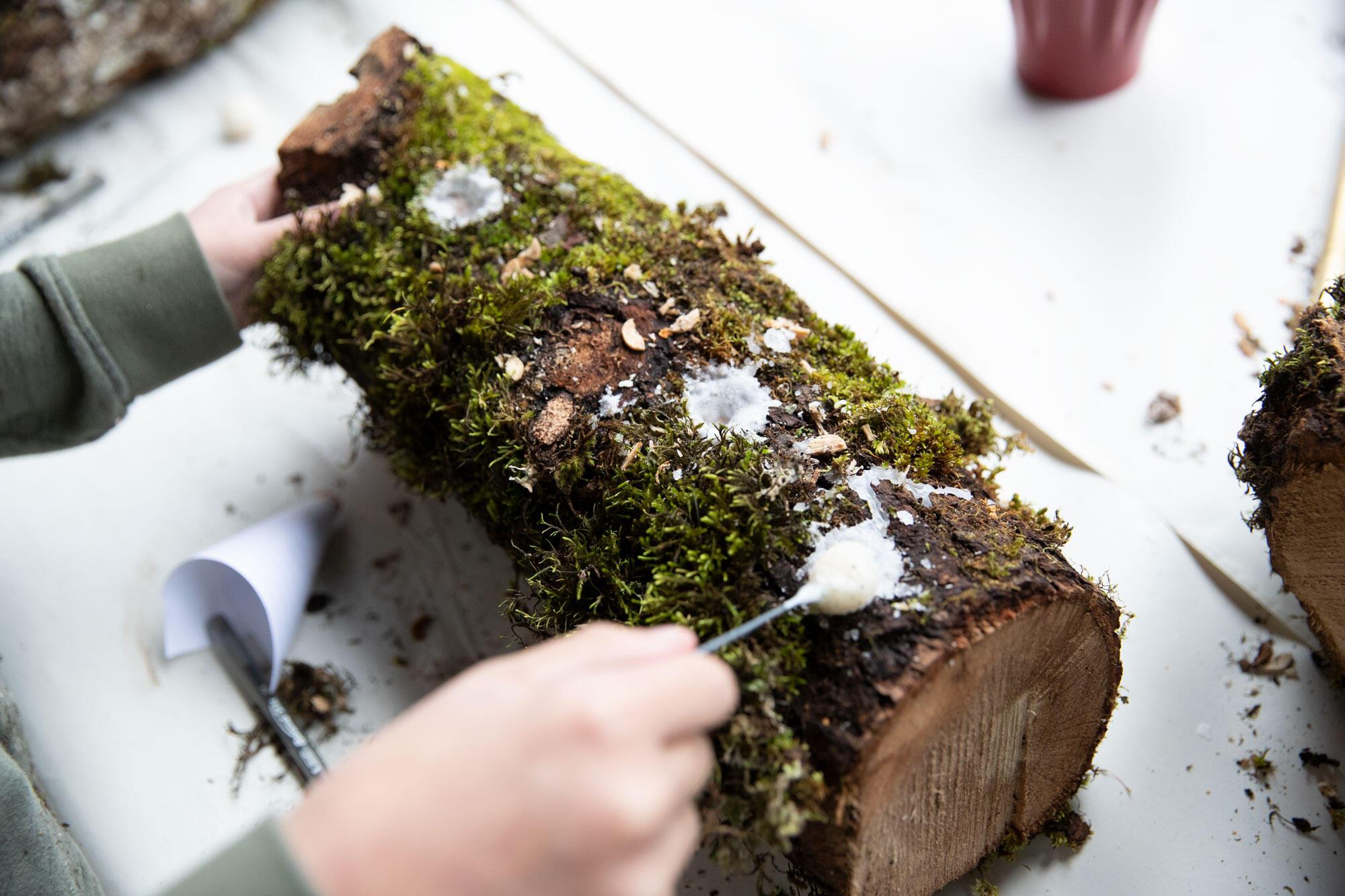 A person applies mushroom spawn to a moss-covered log using a small tool during a hands-on workshop.