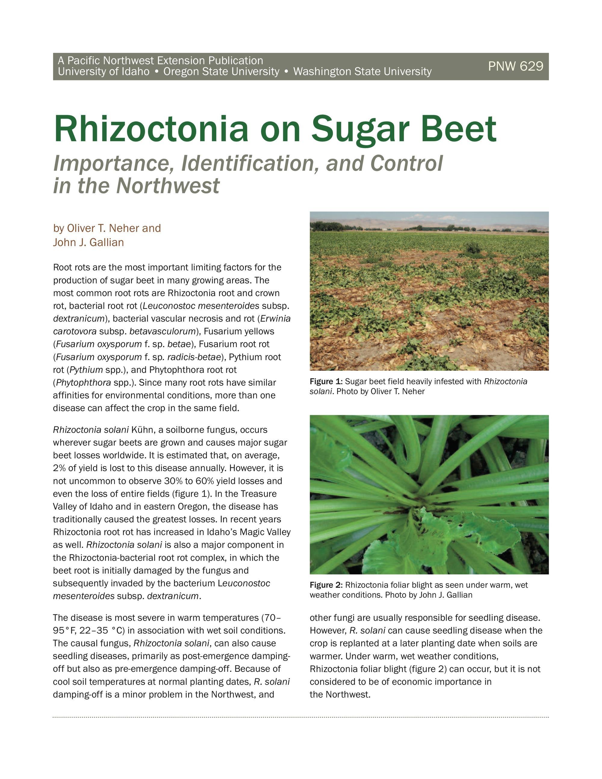 Rhizoctonia on Sugar Beet: Importance, Identification, and Control in the  Northwest | OSU Extension Service