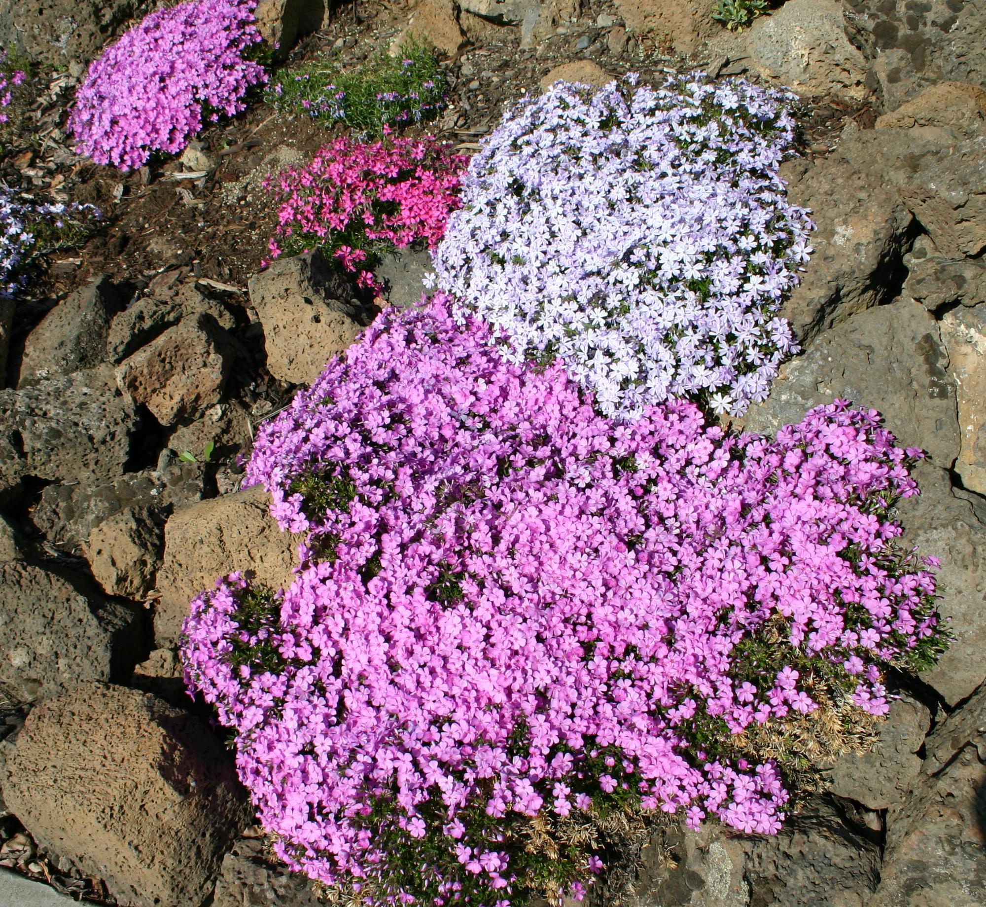 Fire-resistant plant profiles: Groundcovers | OSU Extension Service