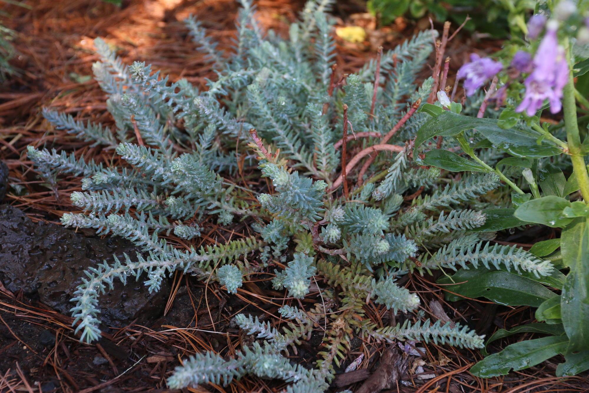 Fire-resistant plant profiles: Groundcovers | OSU Extension Service