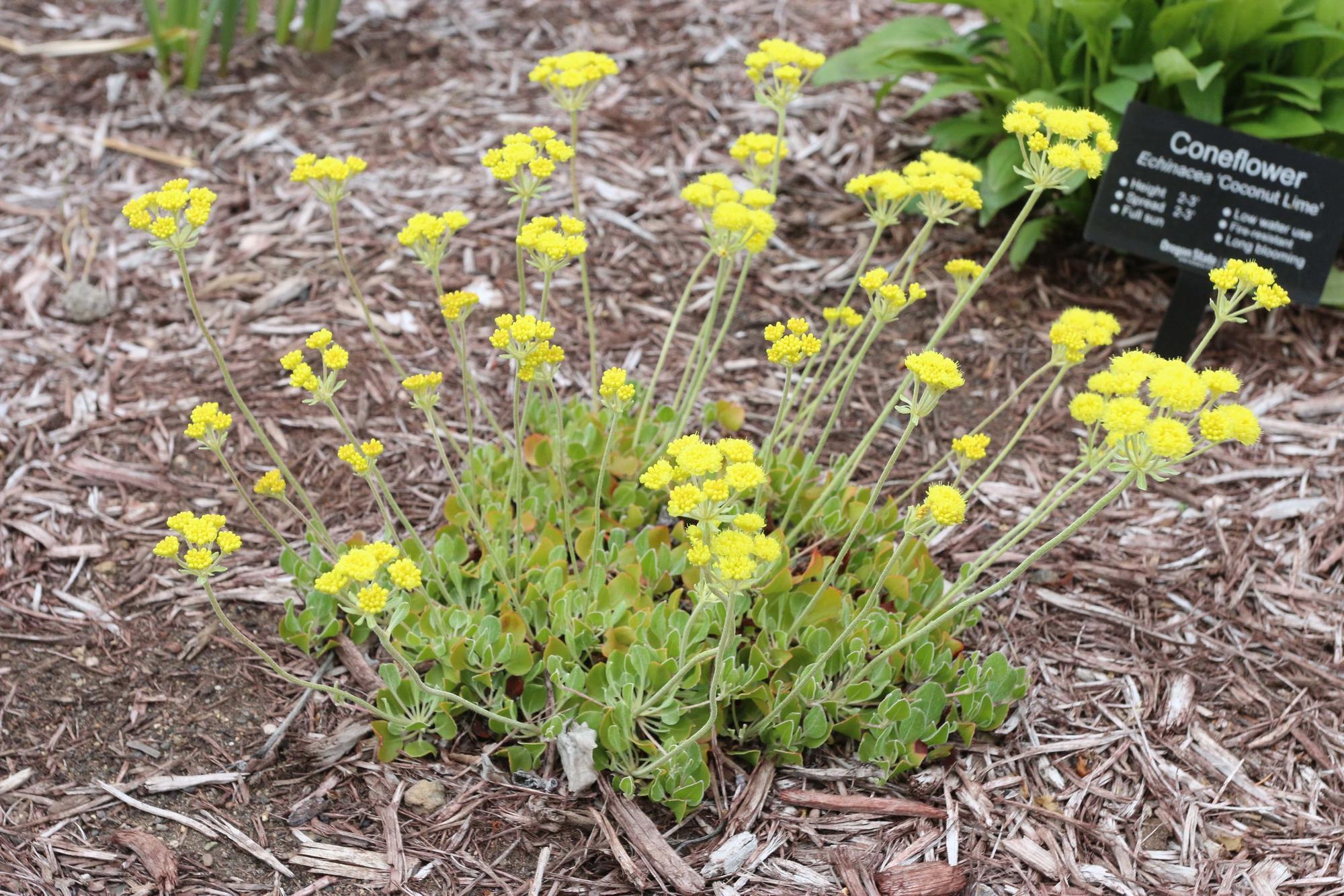 Fire-resistant plant profiles: Groundcovers | OSU Extension Service