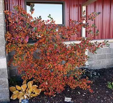 red-orange leaves on bush