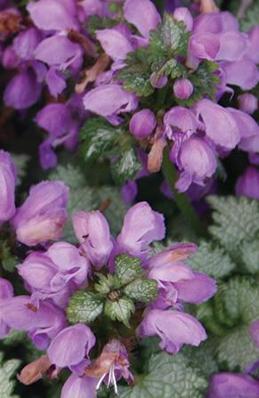 Fire-resistant plant profiles: Groundcovers | OSU Extension Service