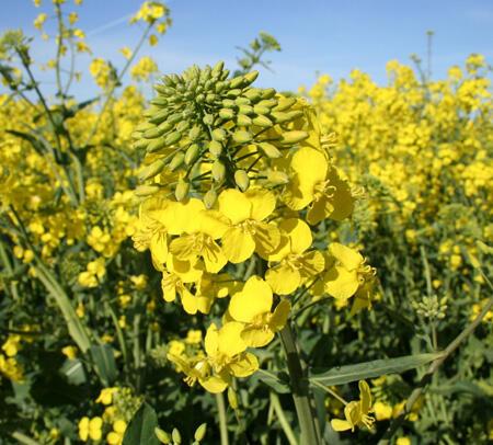 Oilseed crops: Canola | OSU Extension Service