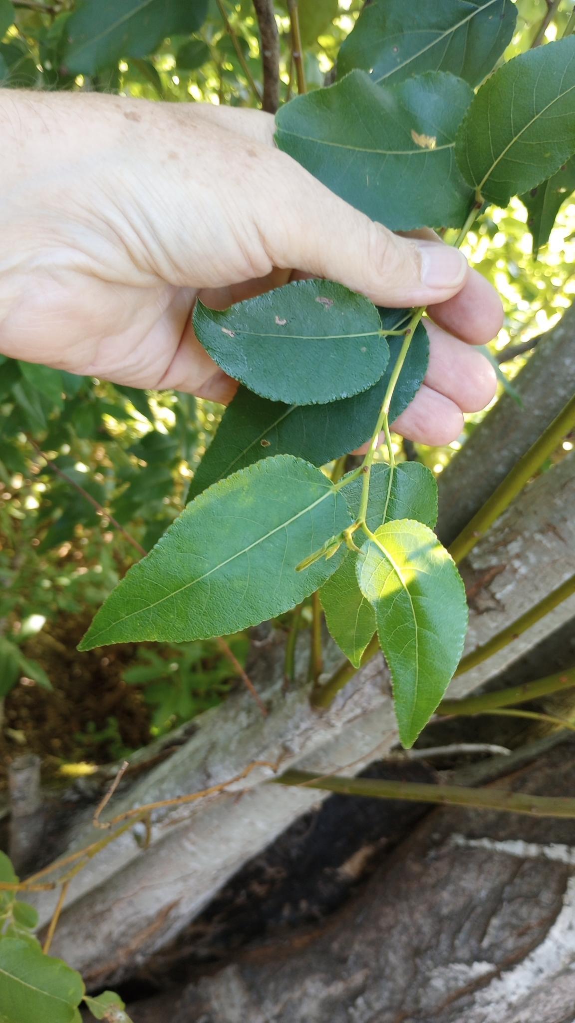 https://extension.oregonstate.edu/sites/extd8/files/styles/full/public/images/2024-07/blackcottonwoodleaves.jpeg?itok=nrfm8xCO