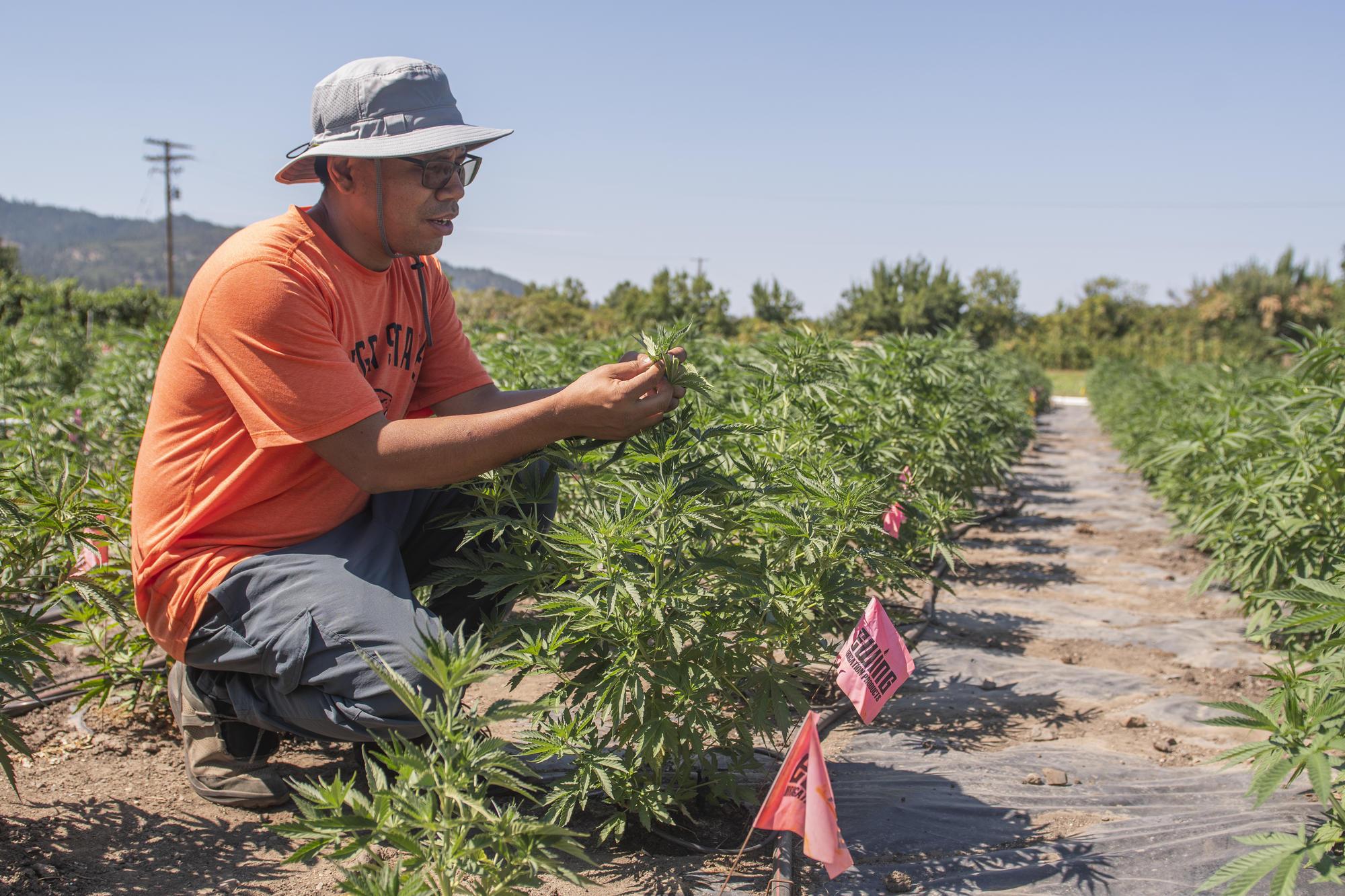Hemp industry in the United States and Oregon OSU Extension Service