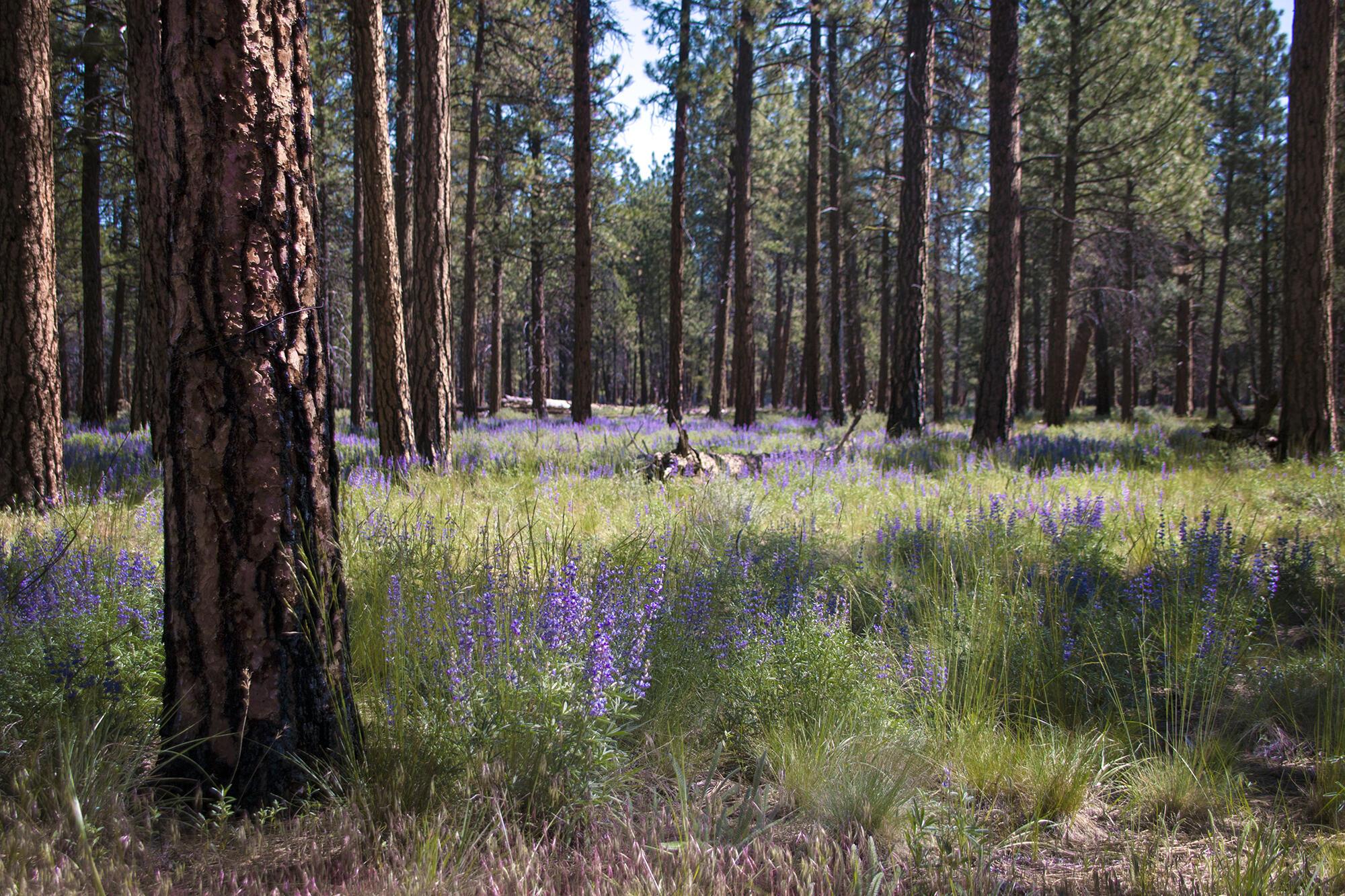 confir forest with purple wildflowers undergrowth