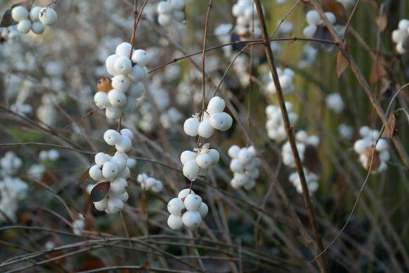 Clusters of round white snowberries hang on thin brown branches.