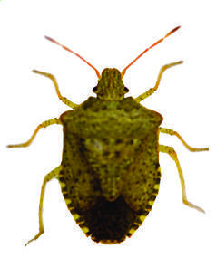 Identifying brown marmorated stink bug | OSU Extension Service