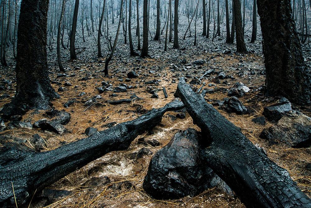 burned forest floor