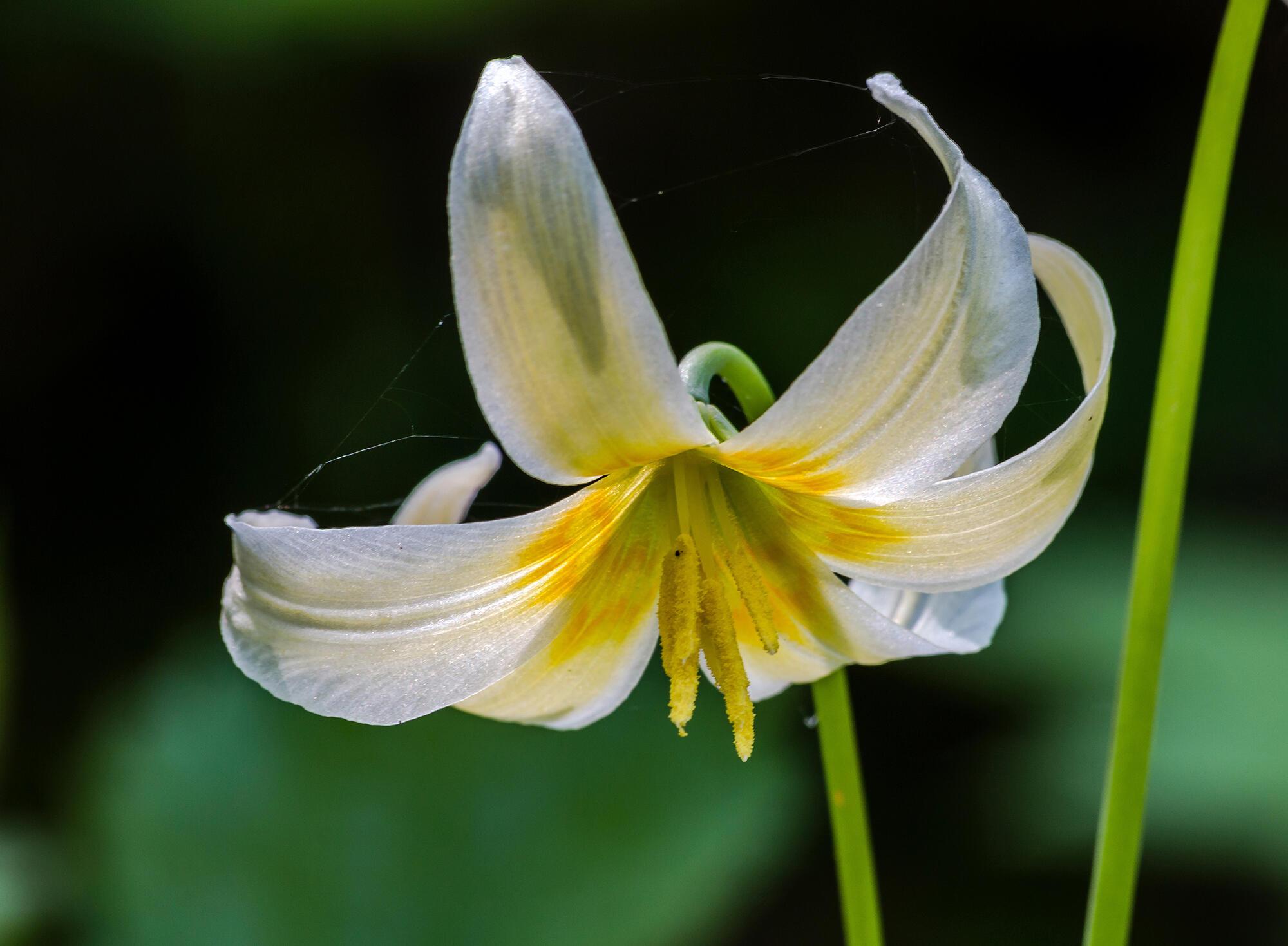 yellow and white bloom of a fawn lily