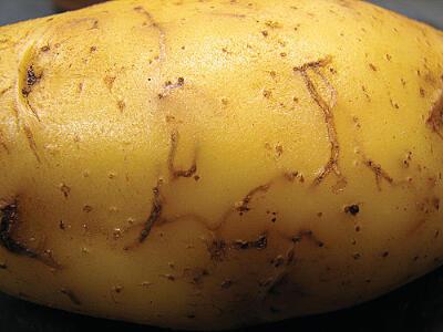 Enlarged view of tuber with beetle tracks.