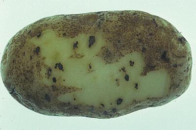 Dark lesions on peeled tuber.