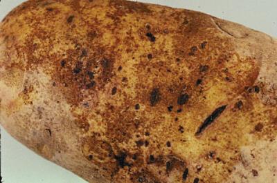 Lesions on unpeeled tuber potato.