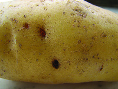 Close up of tuber displaying wireworm holes.