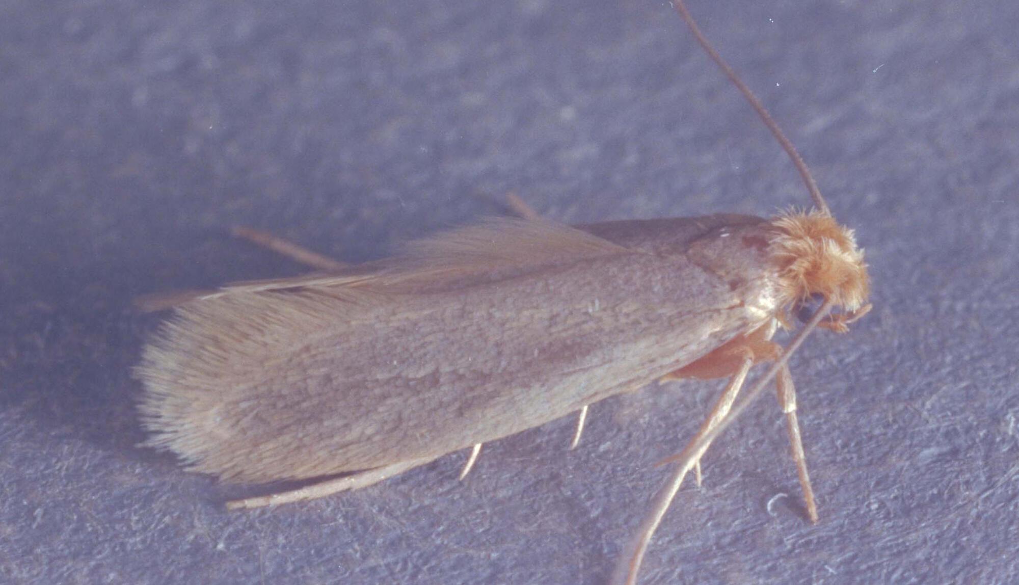 Adult form of casemaking clothes moth.