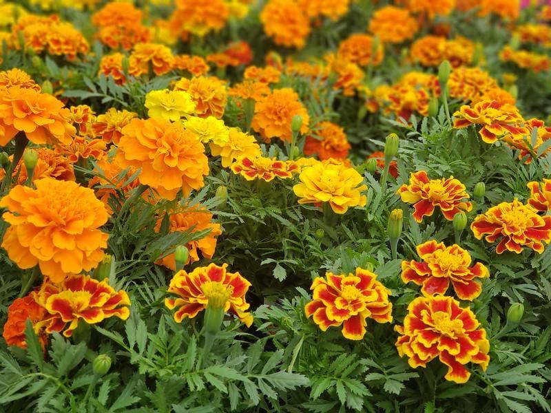 A dense bed of marigolds blooms in shades of orange and yellow, with ruffled petals and green foliage filling the frame.