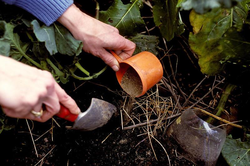 A person applying fertilizer to soil around vegetable plants using a scoop.