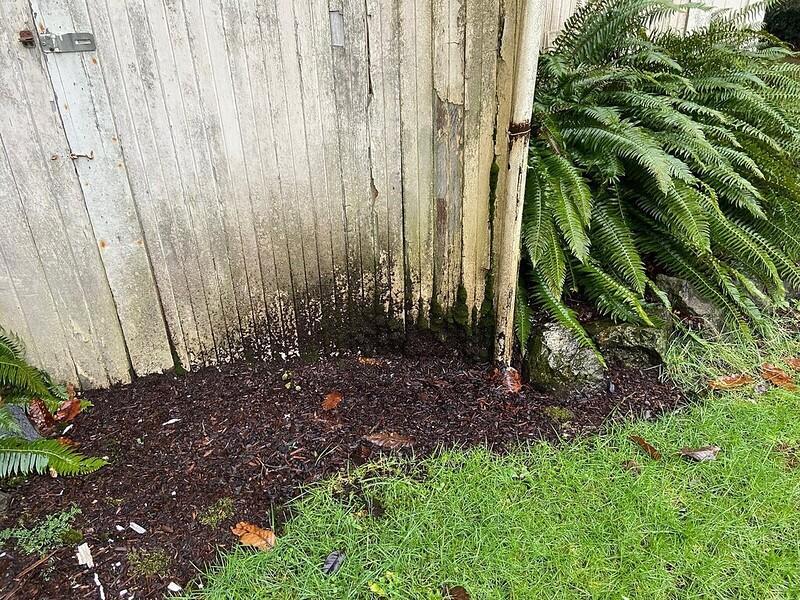 A weathered wooden fence with peeling paint and water damage near the base, next to green ferns and moist soil.