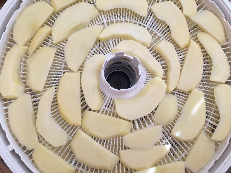Sliced apples, pretreated to prevent browning on dehydrator tray