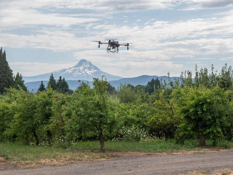 ChatGPT said:  A drone flies above an orchard with a snow-capped mountain in the background.