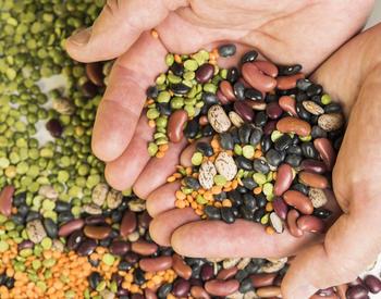 hand full of dried beans