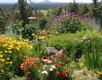 Photo of a garden taken during a garden tour