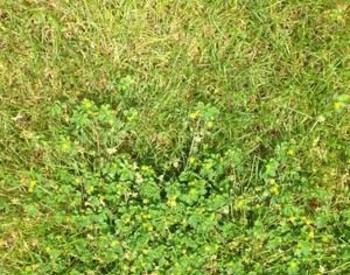 summer annual, which germinate in the spring and die in the fall