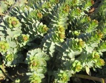 Close up of Myrtle Spurge