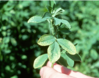 alfalfa leaves