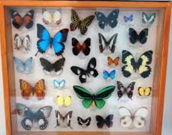 Bohart Museum of Entomology
