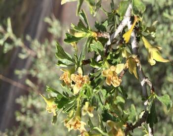 A bitterbrush flower full