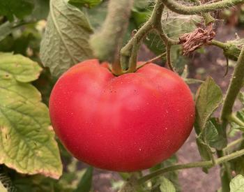 ash on red tomato on vine
