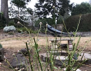 Rose bush stripped of leaves by high winds