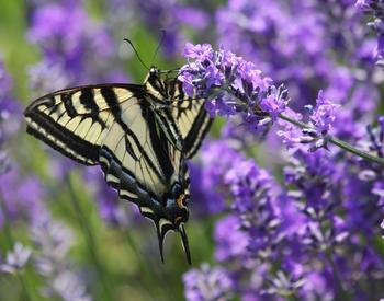 Swallowtail butterfly on lavender plant