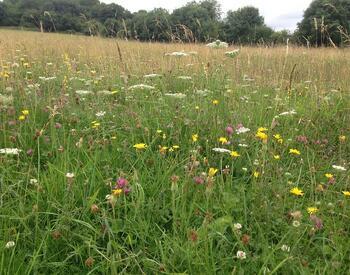 wildflowers in a meadow
