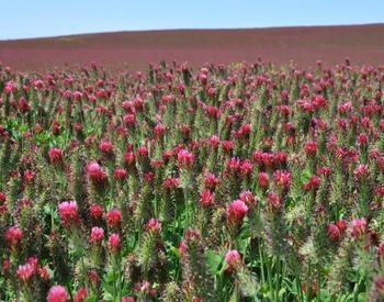 red clover cover crop