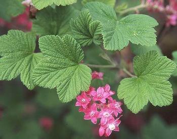 Clusters of bright pink flowers hang beneath textured, lobed green leaves on a flowering currant plant.
