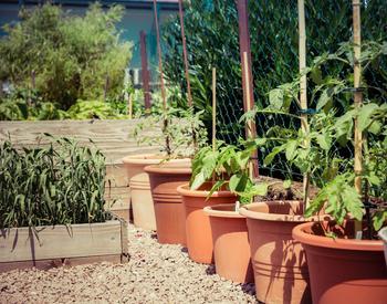 Container garden of tomato plants.