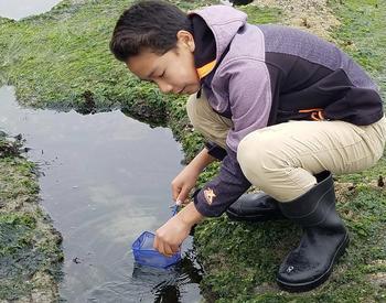 A boy at a tide pool collects a marine sample using a small net.
