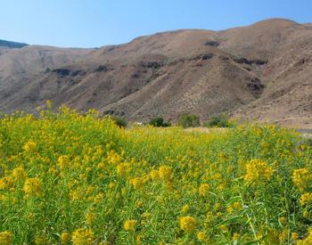 Yellow beeplant (Cleome lutea) grows here along a short stretch of the Malheur River floodplain.