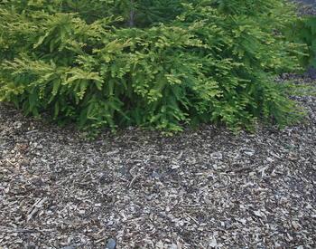 Wood chips near a bush