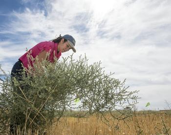 Judit Barroso, weed specialist at OSU's Columbia Basin Agricultural Research Center at Pendleton, removing Russian thistles (tumbleweeds) from a research plot. Barroso is researching ways to control the weed in wheat fields.