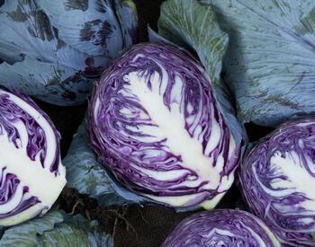 cabbage