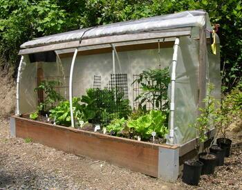 A small backyard cloche made of clear plastic sheeting over a wooden raised bed protects leafy vegetables and tomato plants, creating a simple greenhouse-like structure.